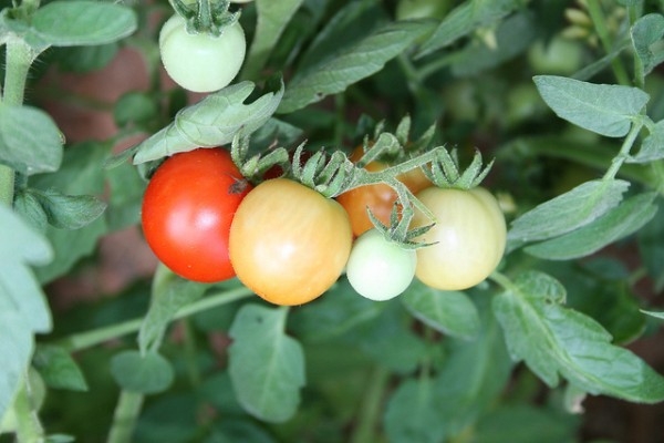 Vegetable Gardening in Georgia