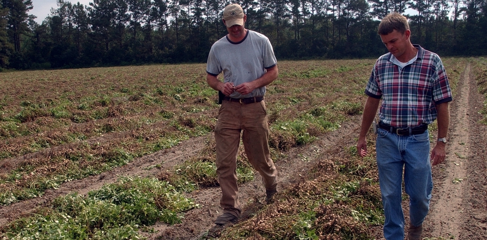 People walking through crop rows